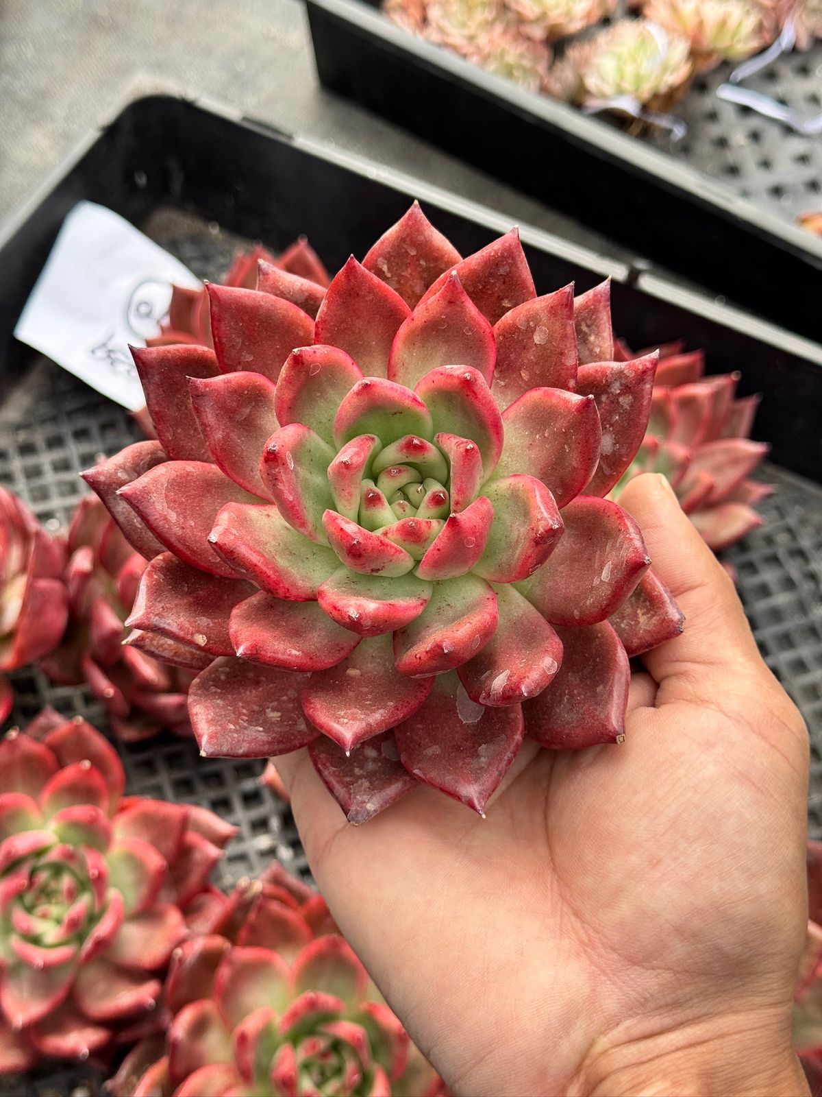 Echeveria Red Dragon