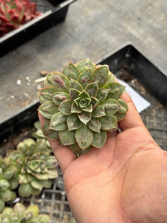 Echeveria Big Devil
