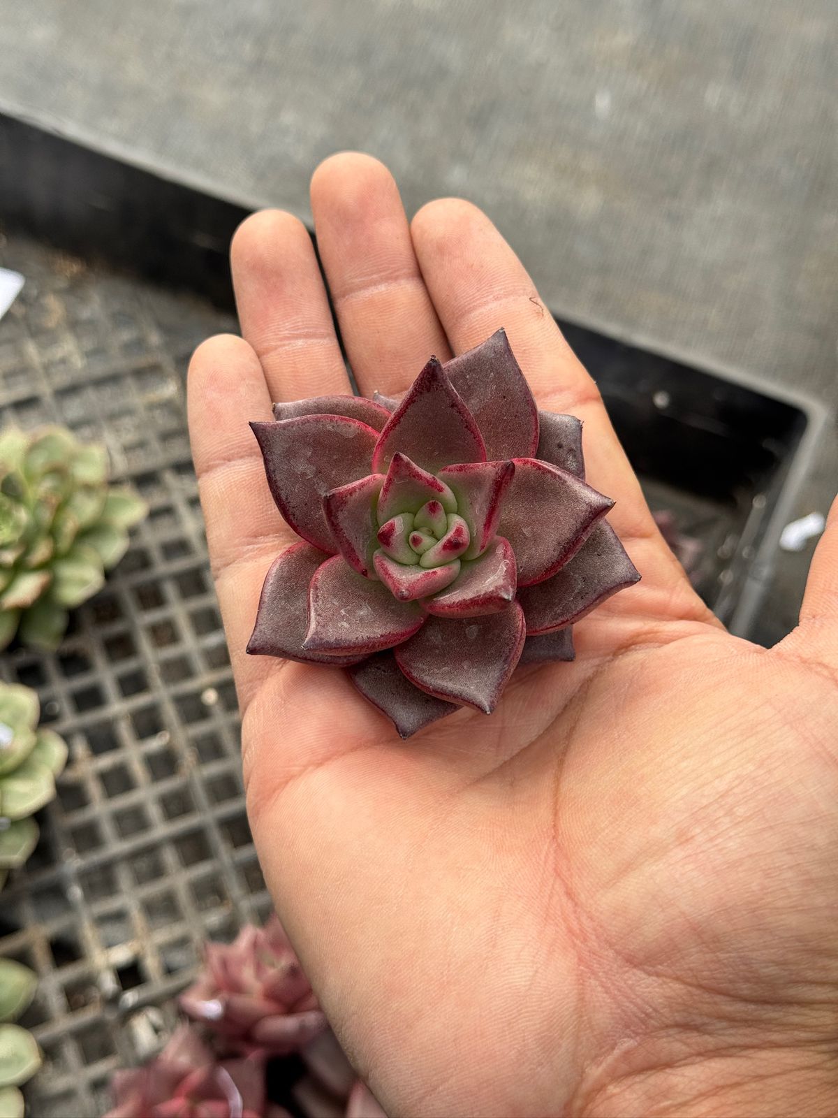 Echeveria Agavoides Romeo