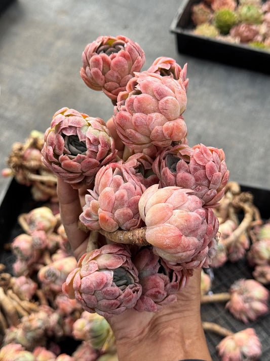 Echeveria Ice Flake Var.