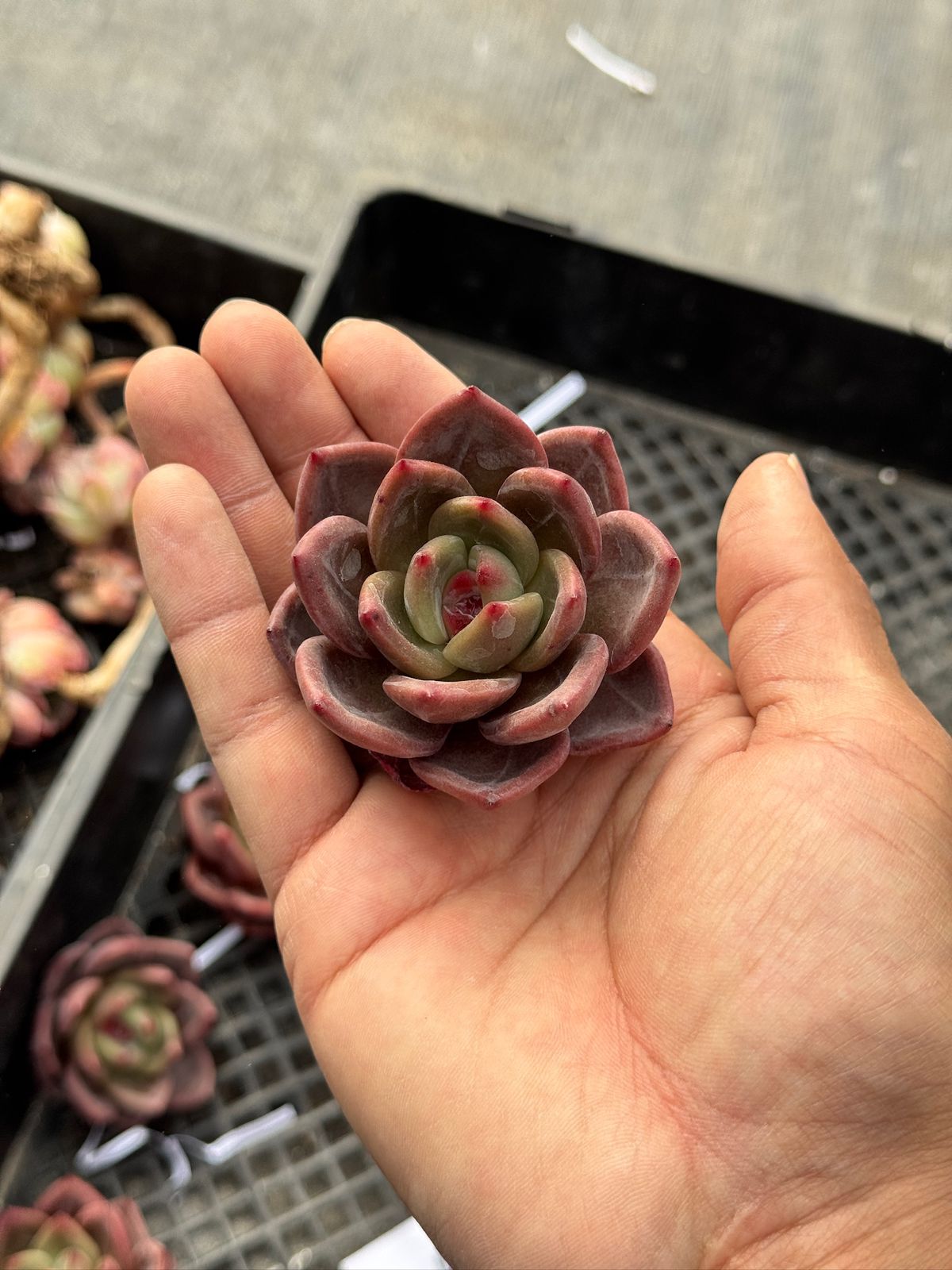 Echeveria White Nigh