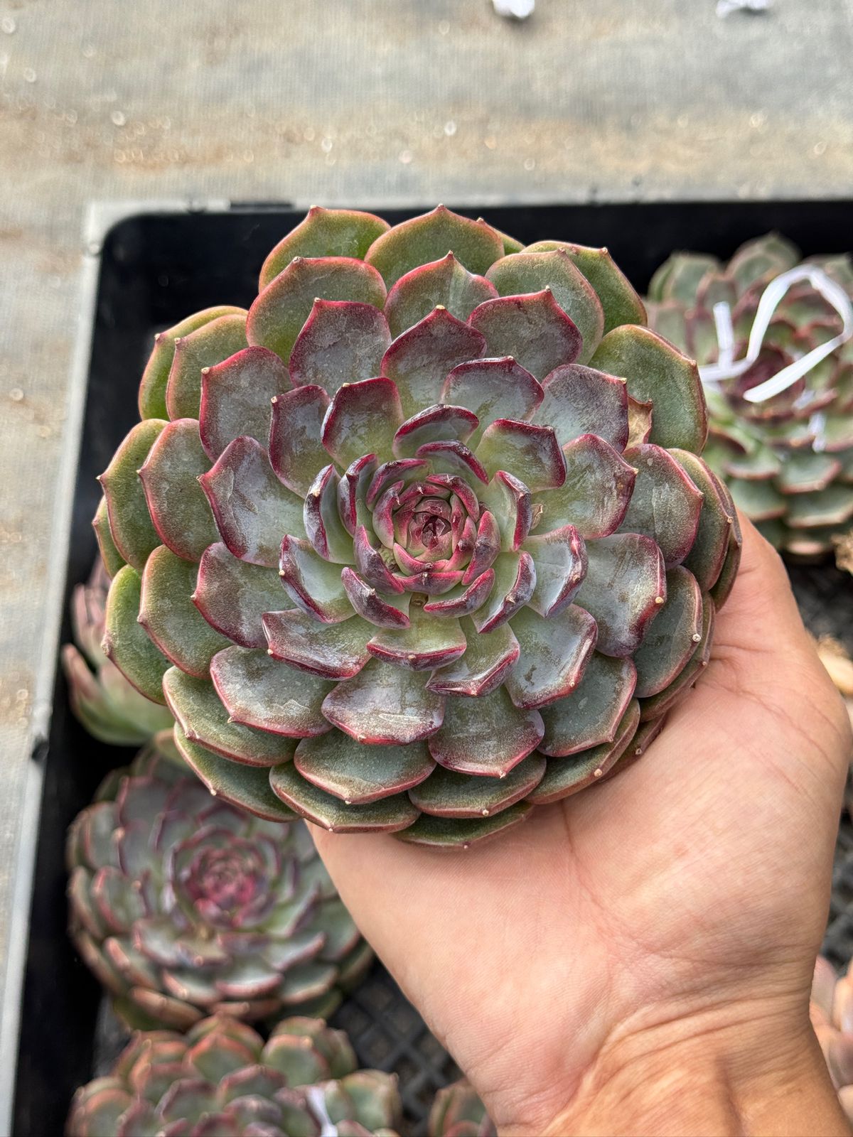 Echeveria Blue Enchantress