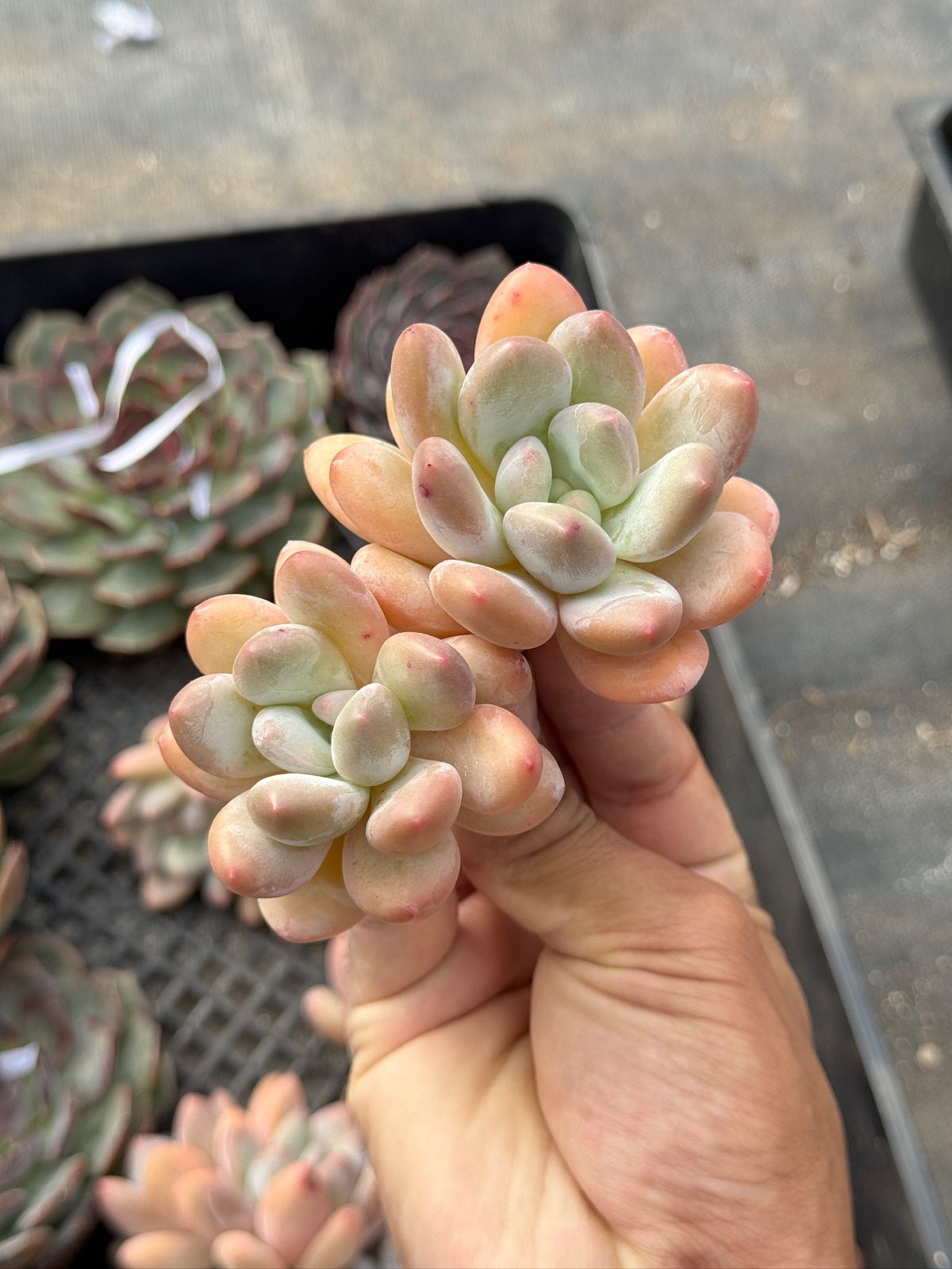 Echeveria Perfume finger
