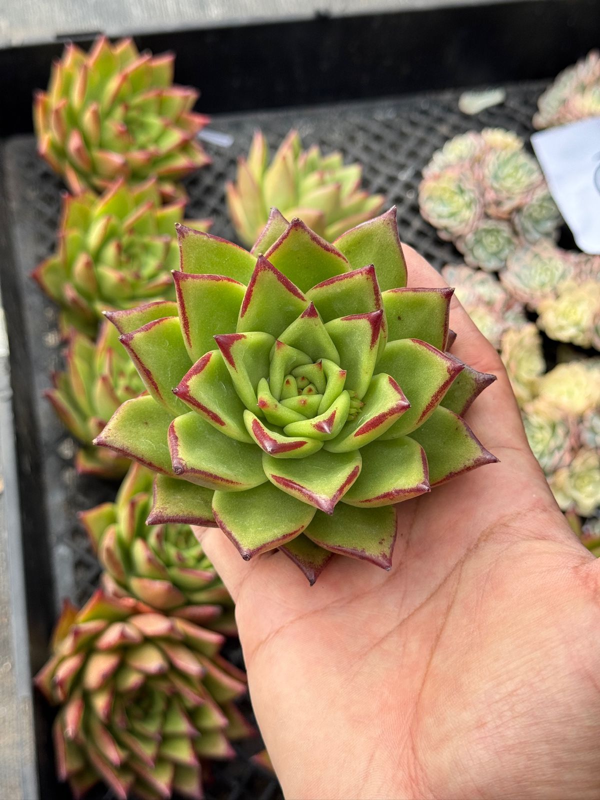 Echeveria agavoides ´Lipstick
