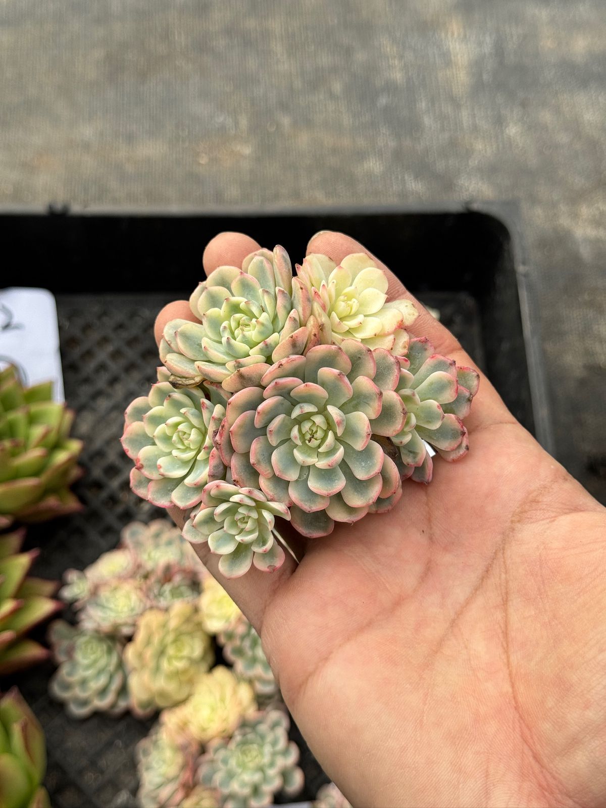 Echeveria Blue mínima var.