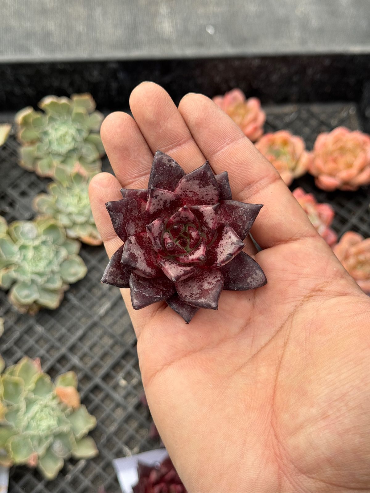 Echeveria Blood Robin