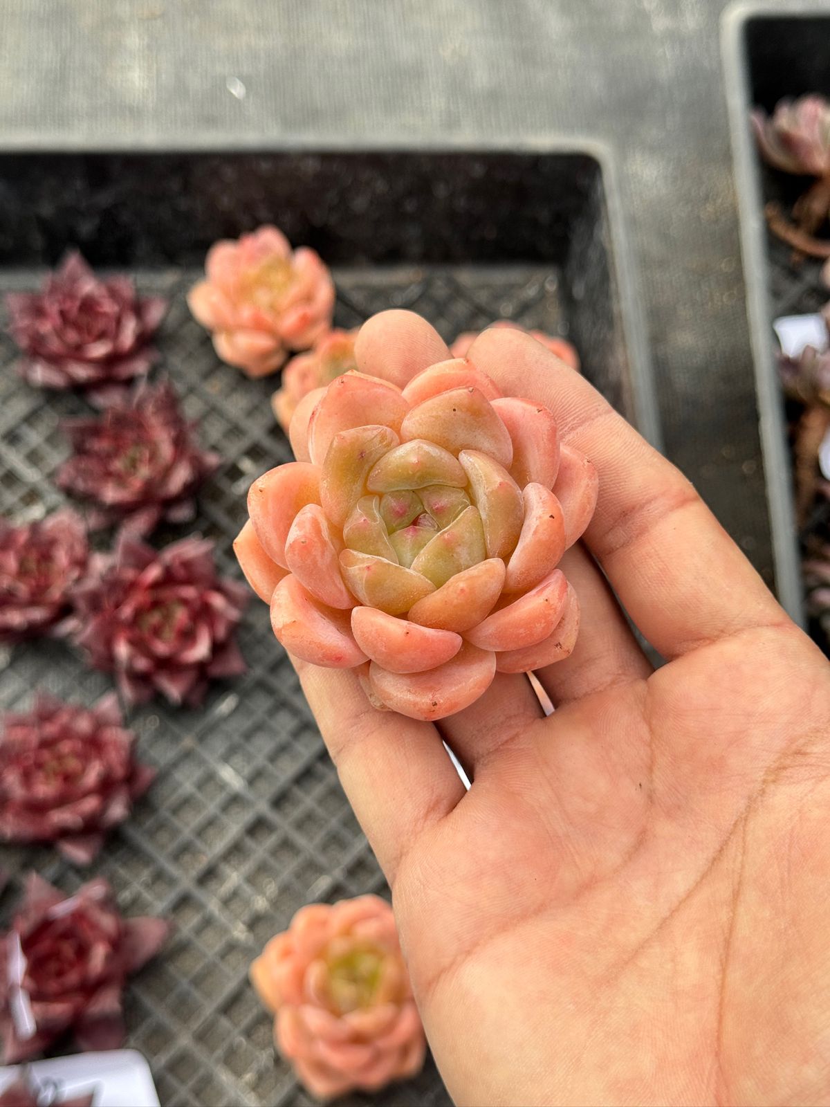 Echeveria Thick Snow