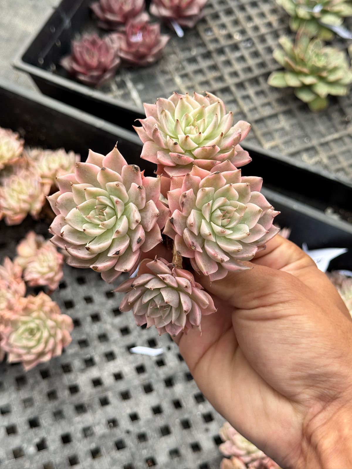 Echeveria Margaret var.