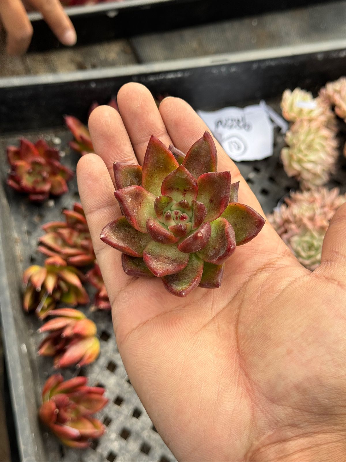 Echeveria Frank