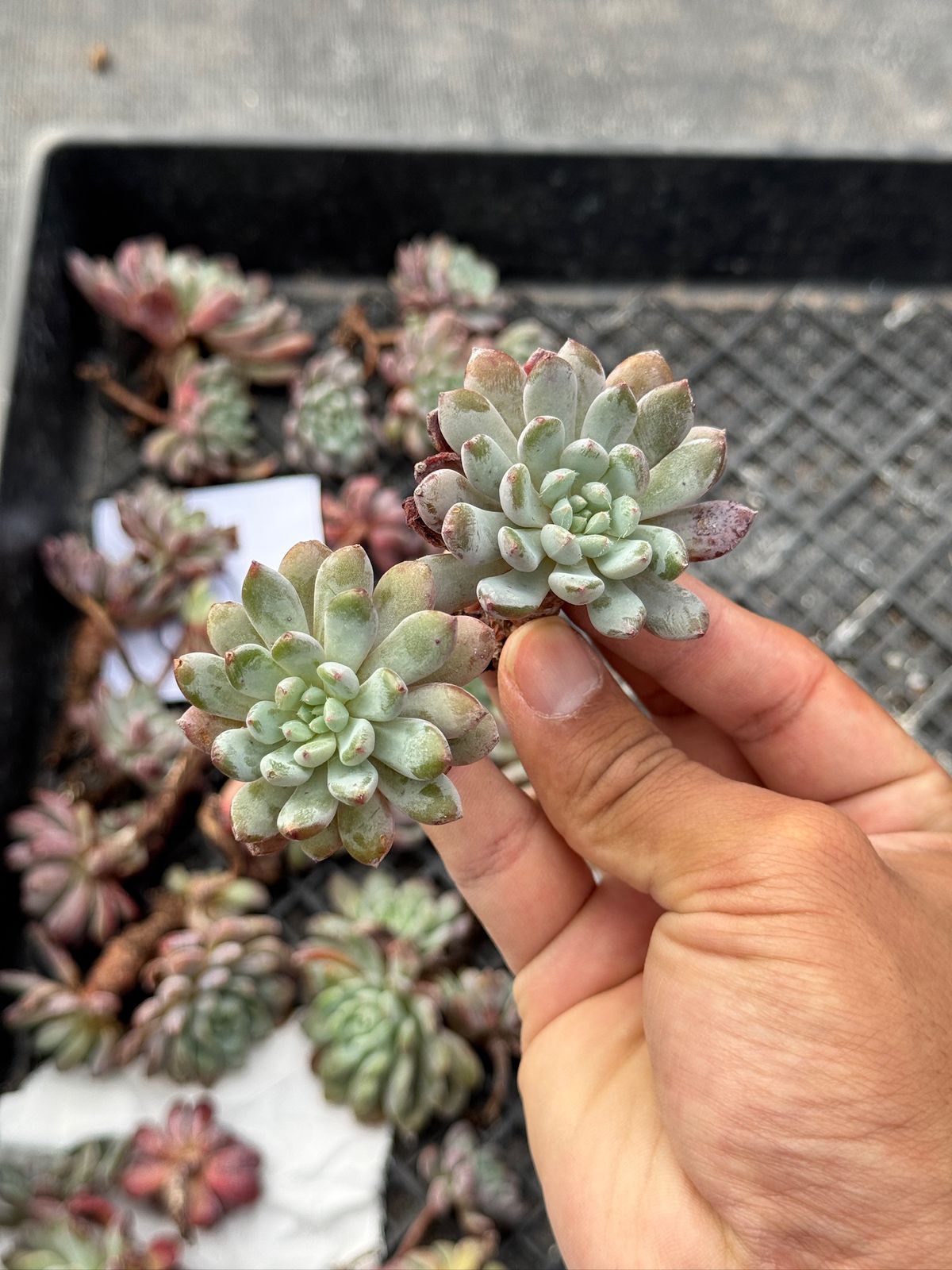 Echeveria setosa rondelli