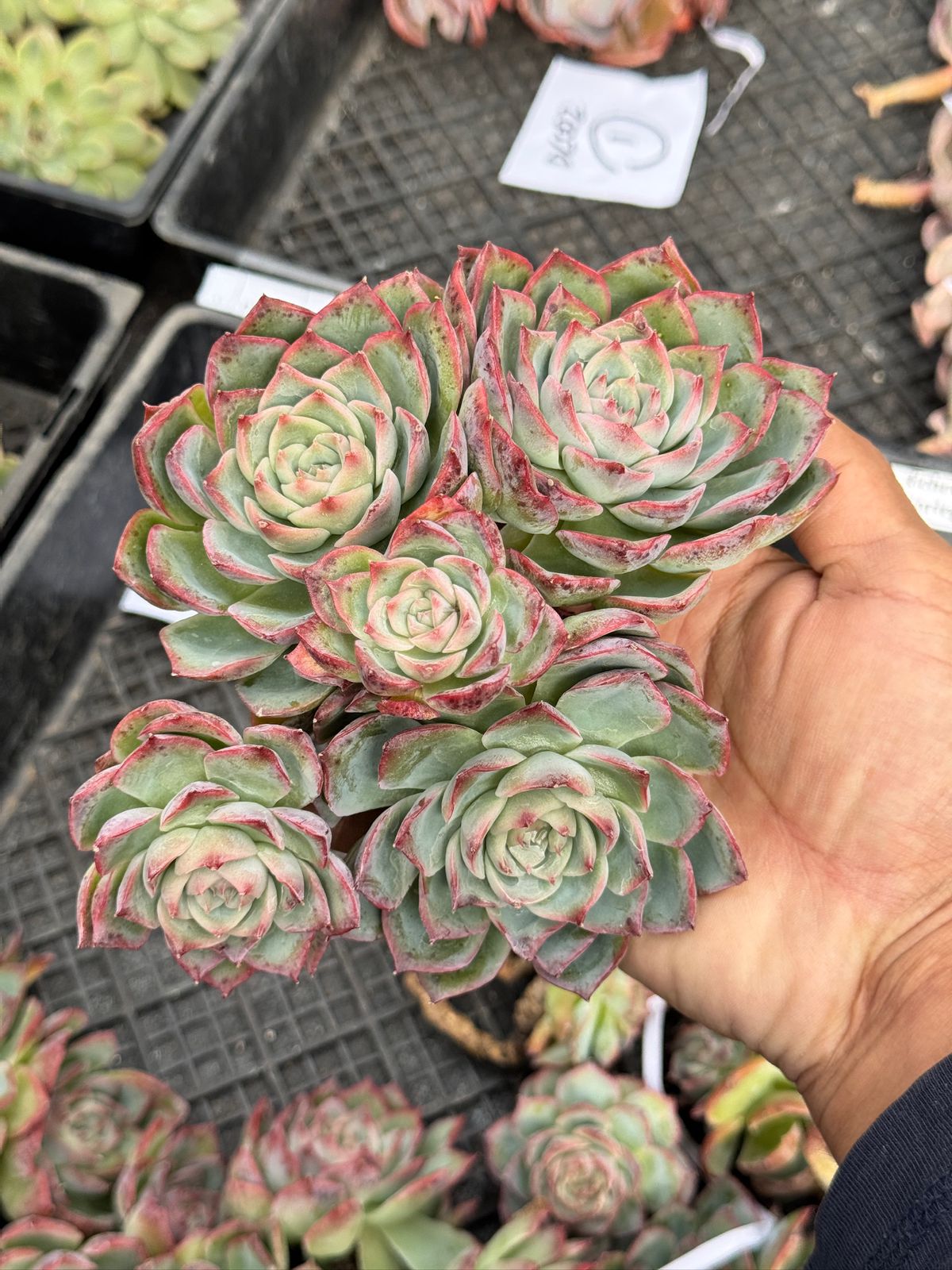 Echeveria Silhouette