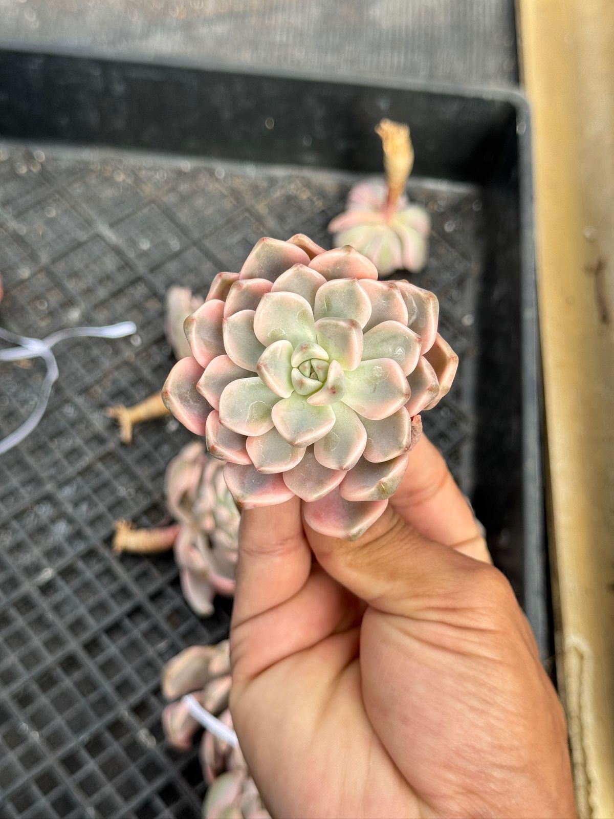 Echeveria Pretty in pink Variegated