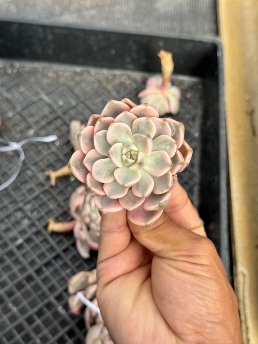 Echeveria Pretty in pink Variegated