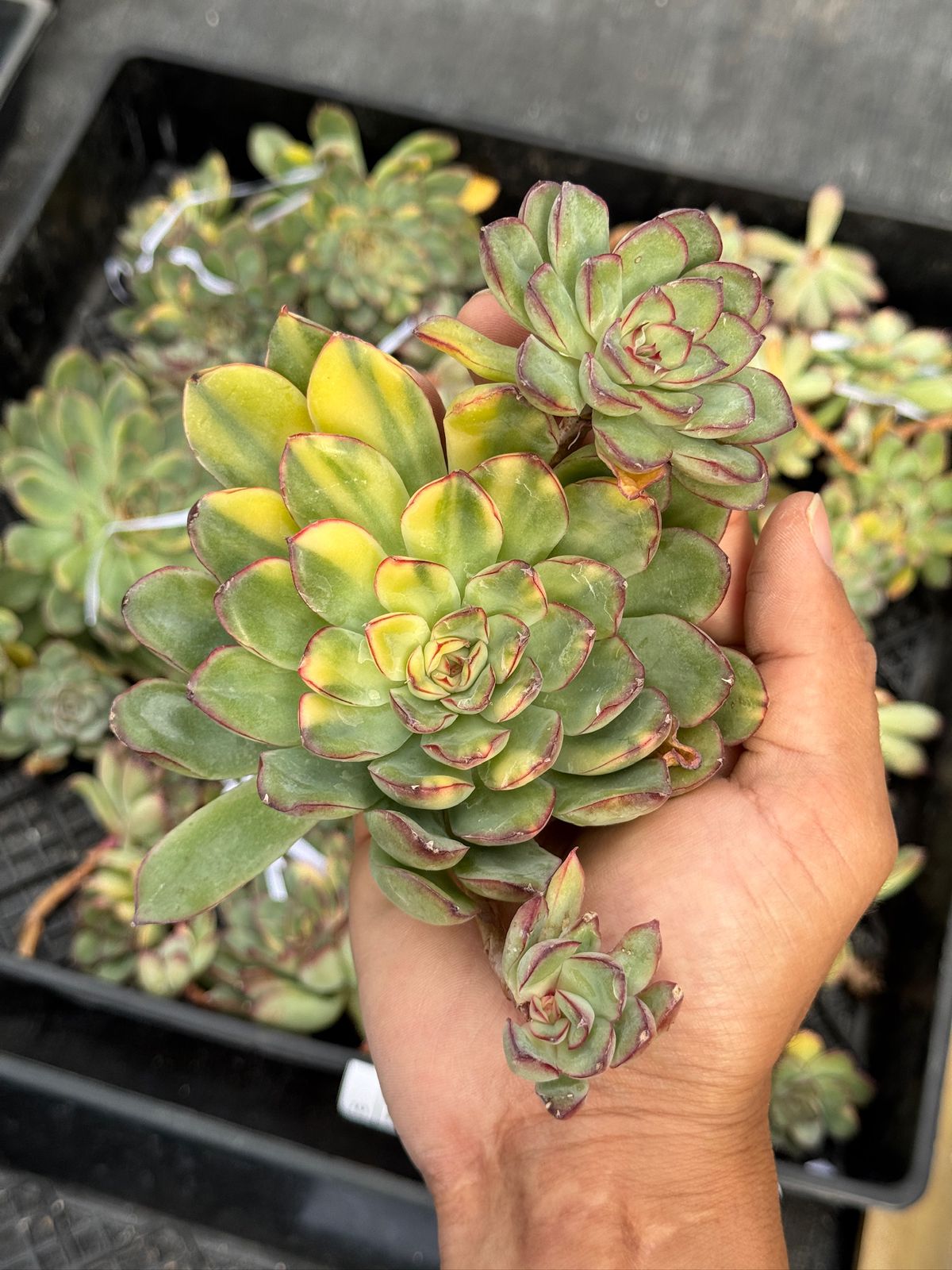 Echeveria Pulidonis Variegada Cluster