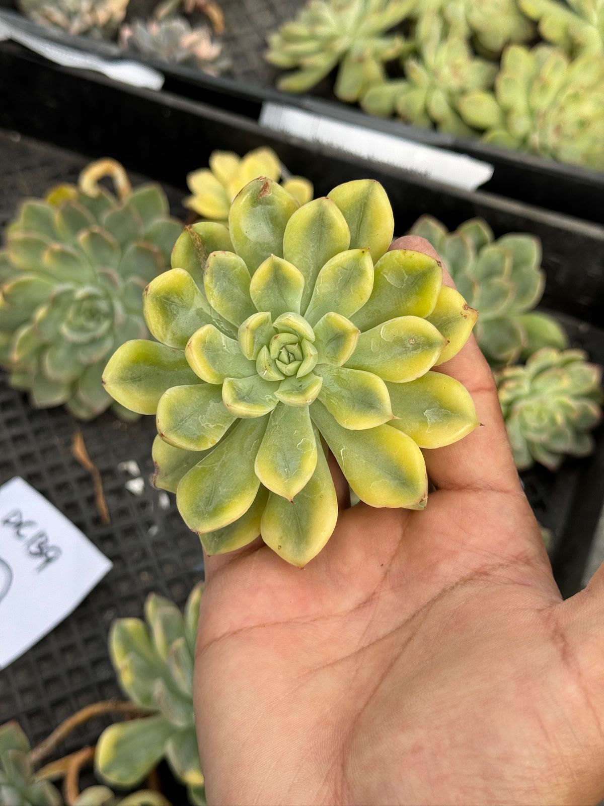 Echeveria Moon Fairy Variegated