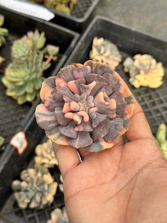 Echeveria Cubic Frost Variegated