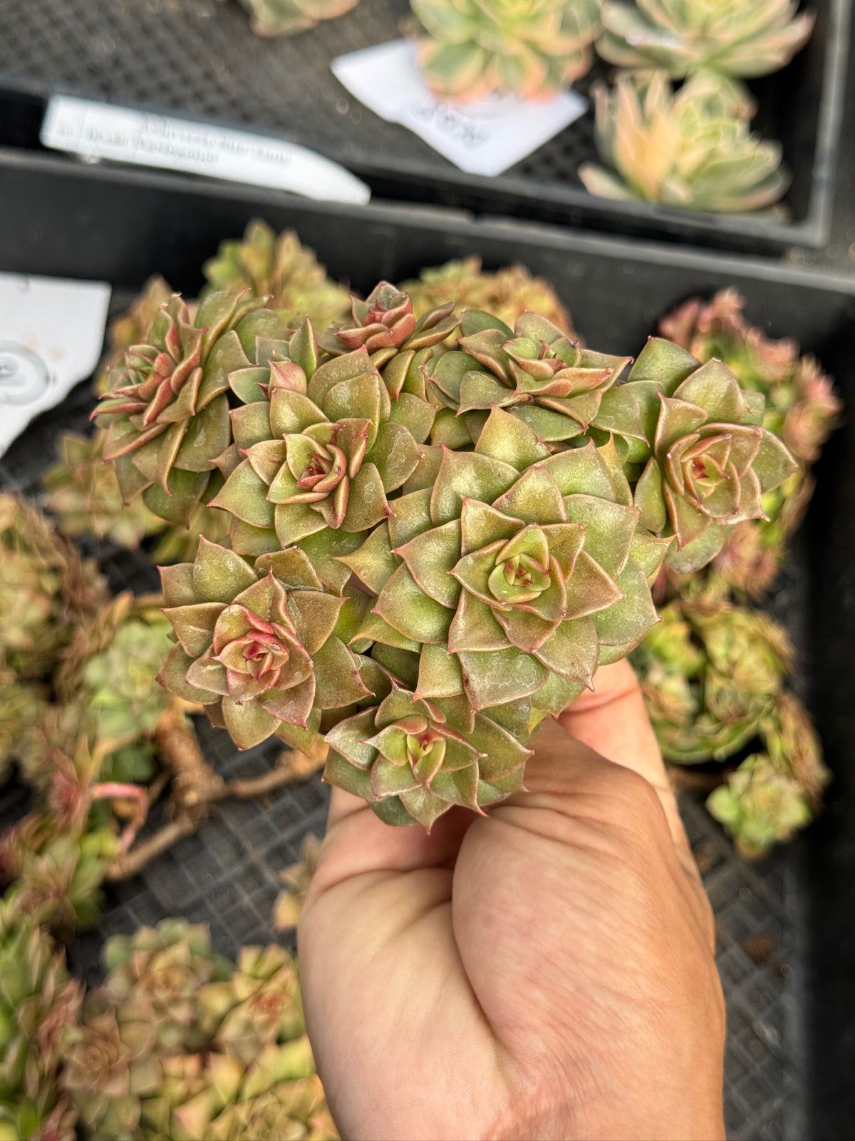 Echeveria Gold Star