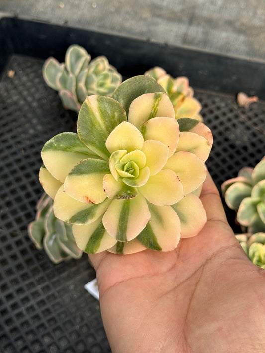 Echeveria Star Tana Variegated