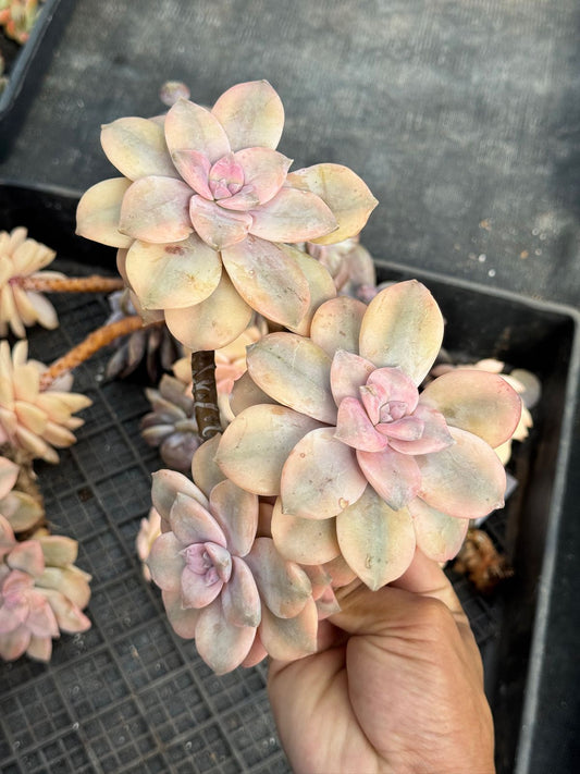 Graptopetalum Pentand superbum var