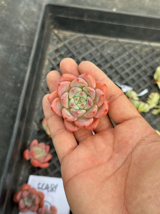 Echeveria Peach doll