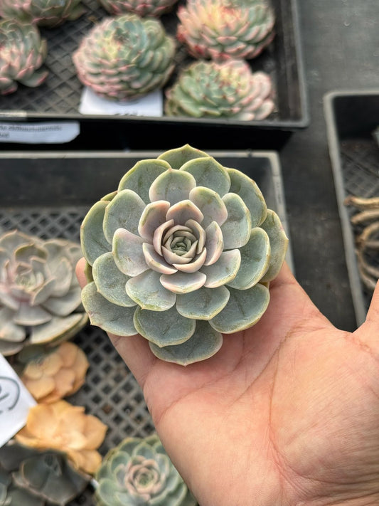 Echeveria blue surprise Variegada
