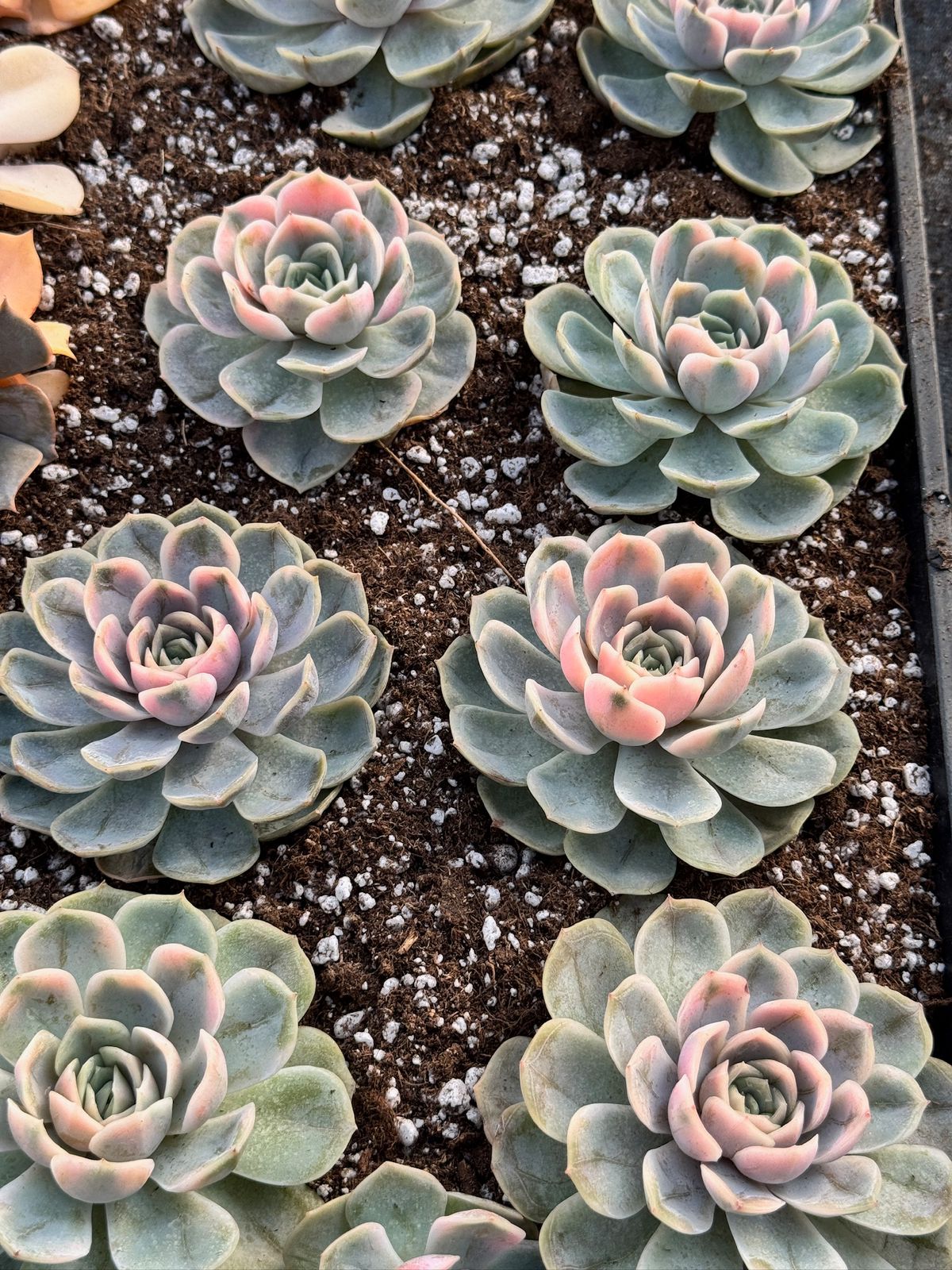 Echeveria blue surprise Variegada