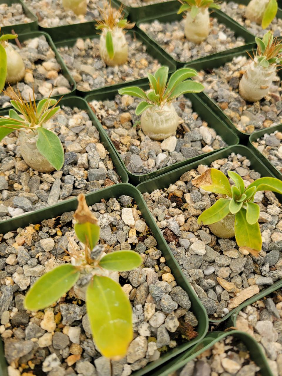 Pachypodium namaquanum 4”