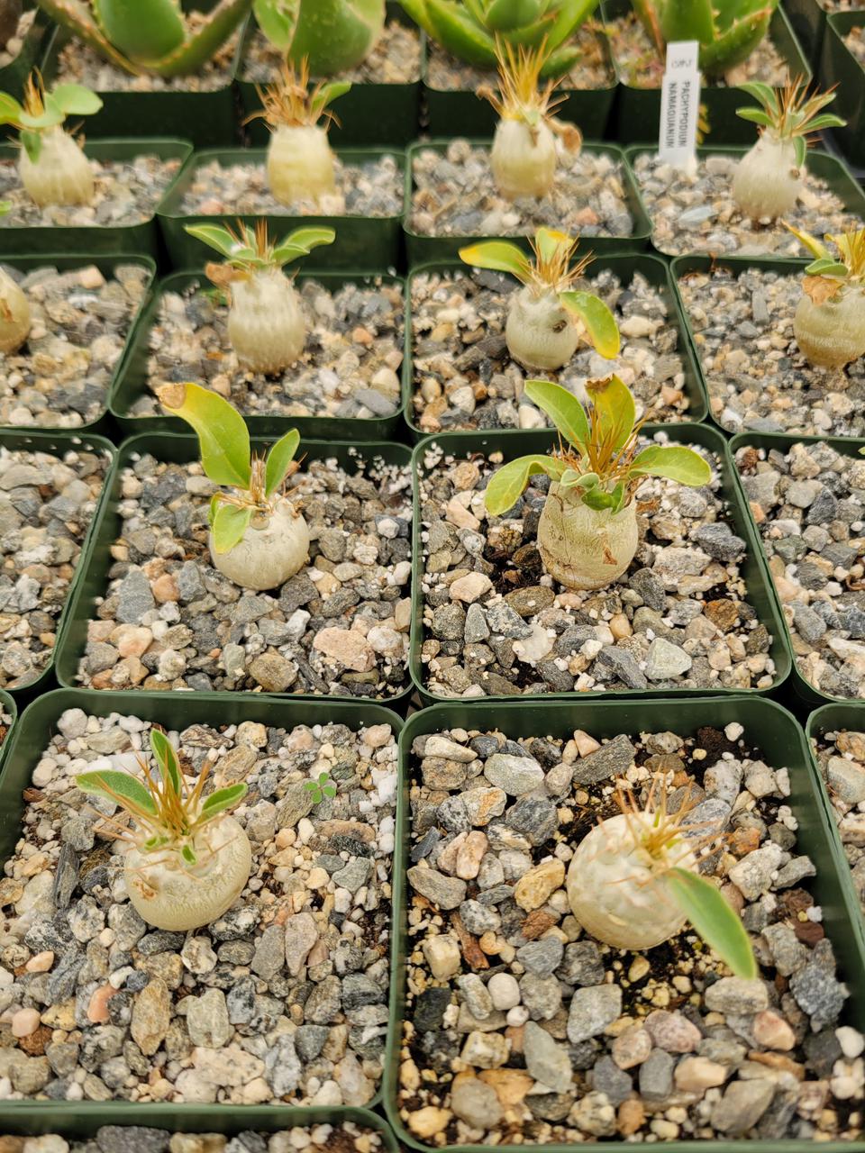 Pachypodium namaquanum 4”