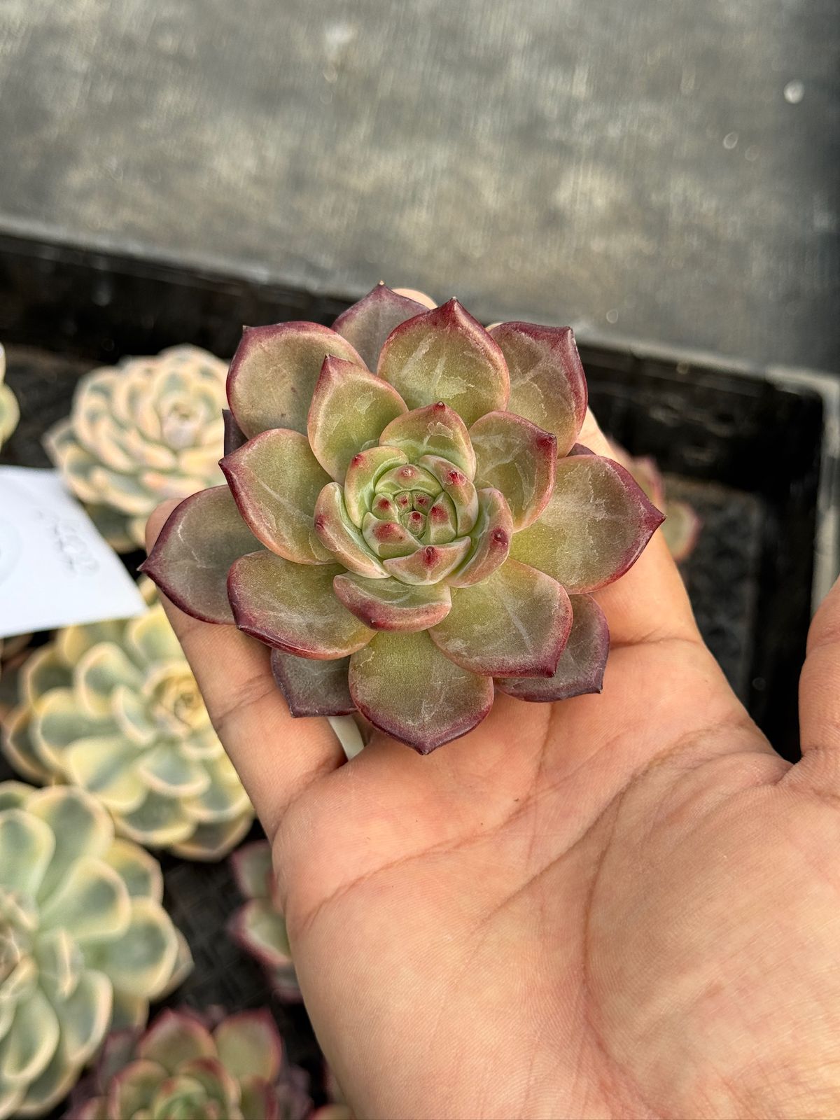 Echeveria red lotus