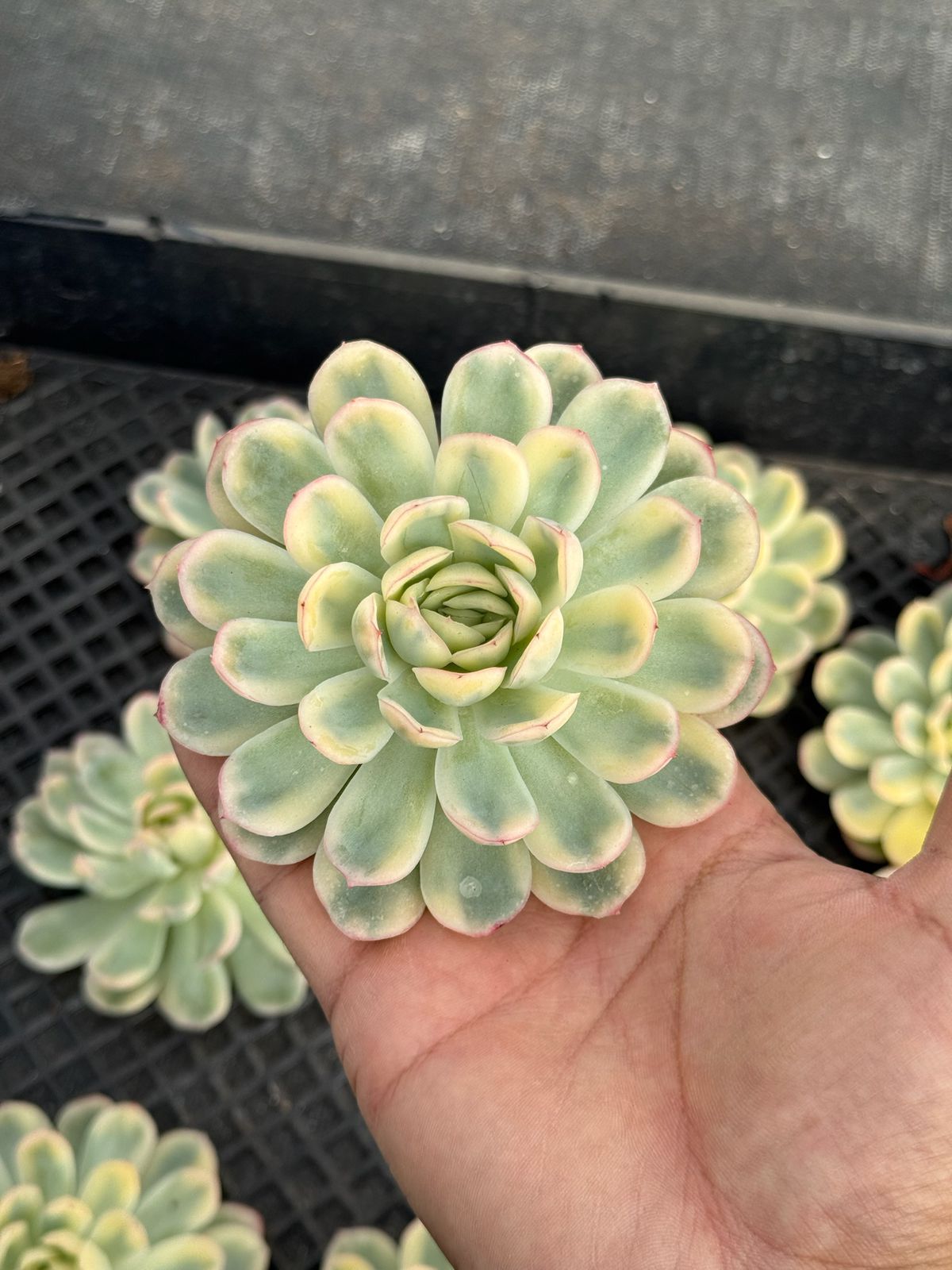 Echeveria strawberry ice