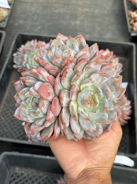 Echeveria monroe cluster