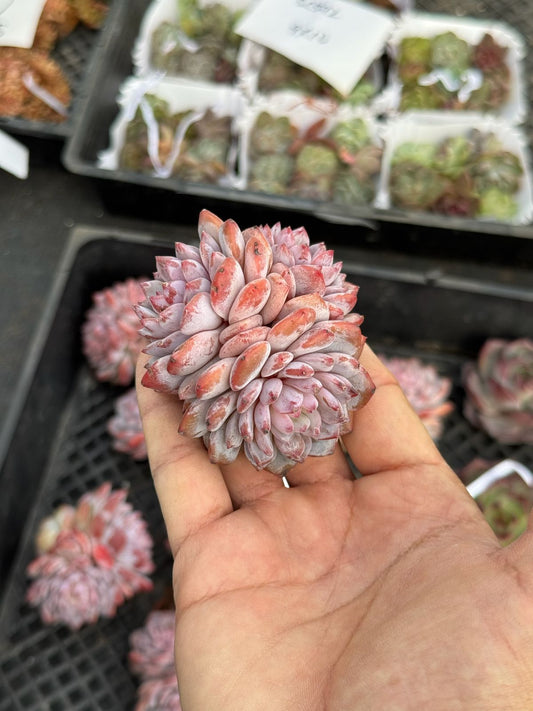 Echeveria Jade furong