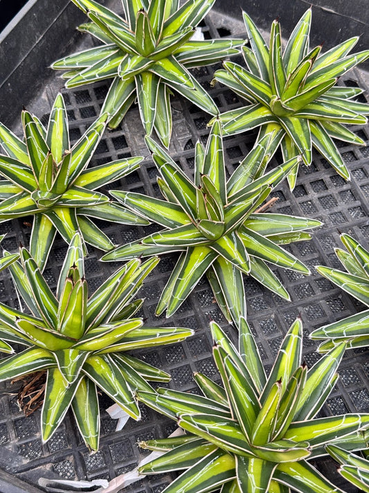 Agave Victoria Reginae mediopicta