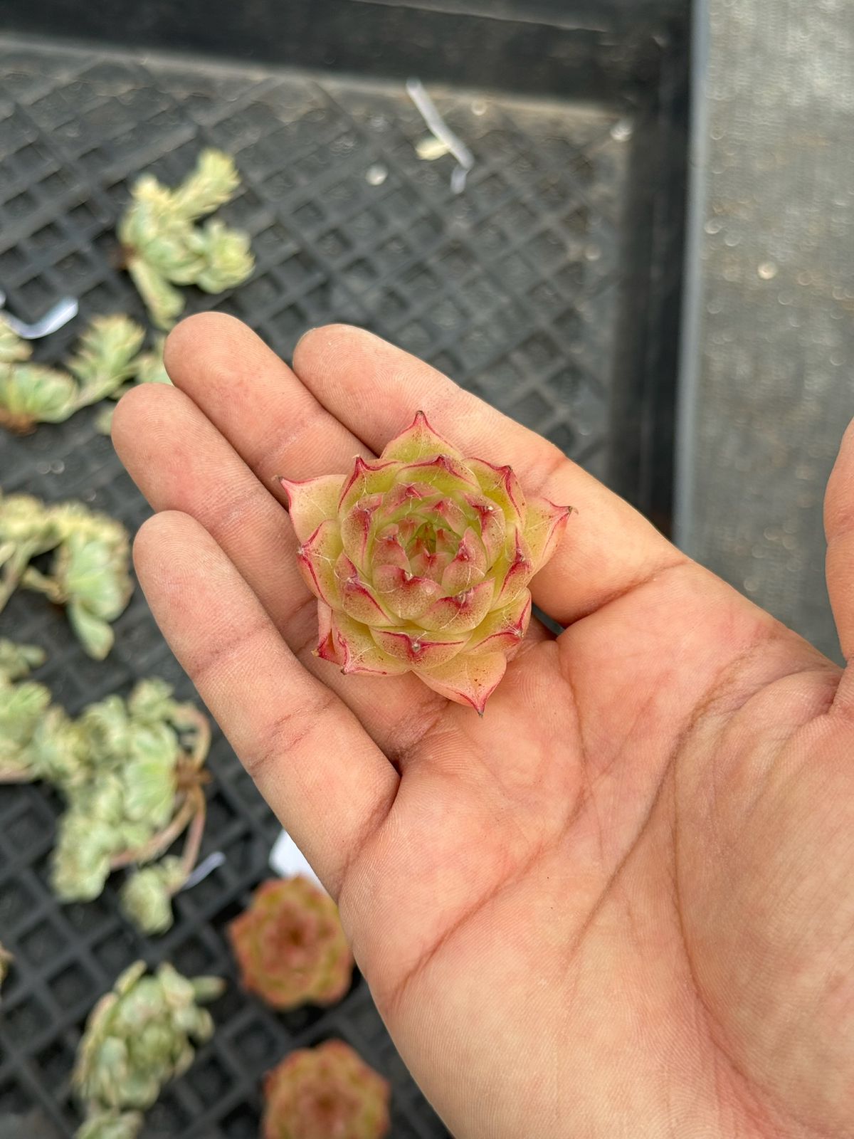Echeveria Kyle