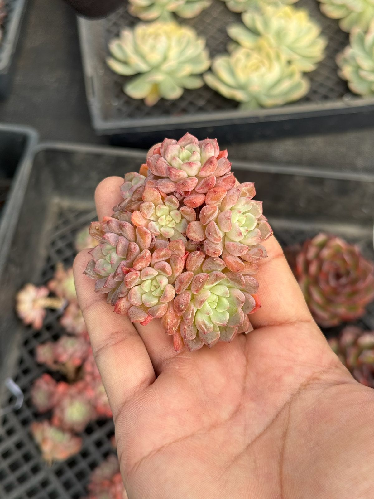 Echeveria Lovely bubble