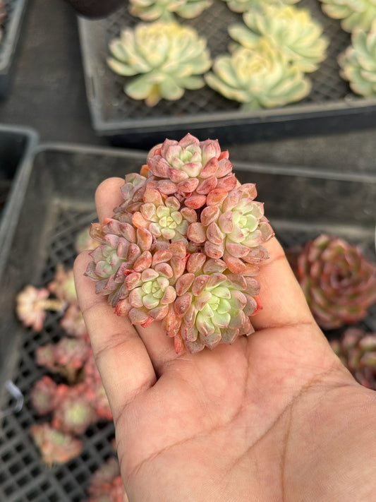 Echeveria Lovely bubble
