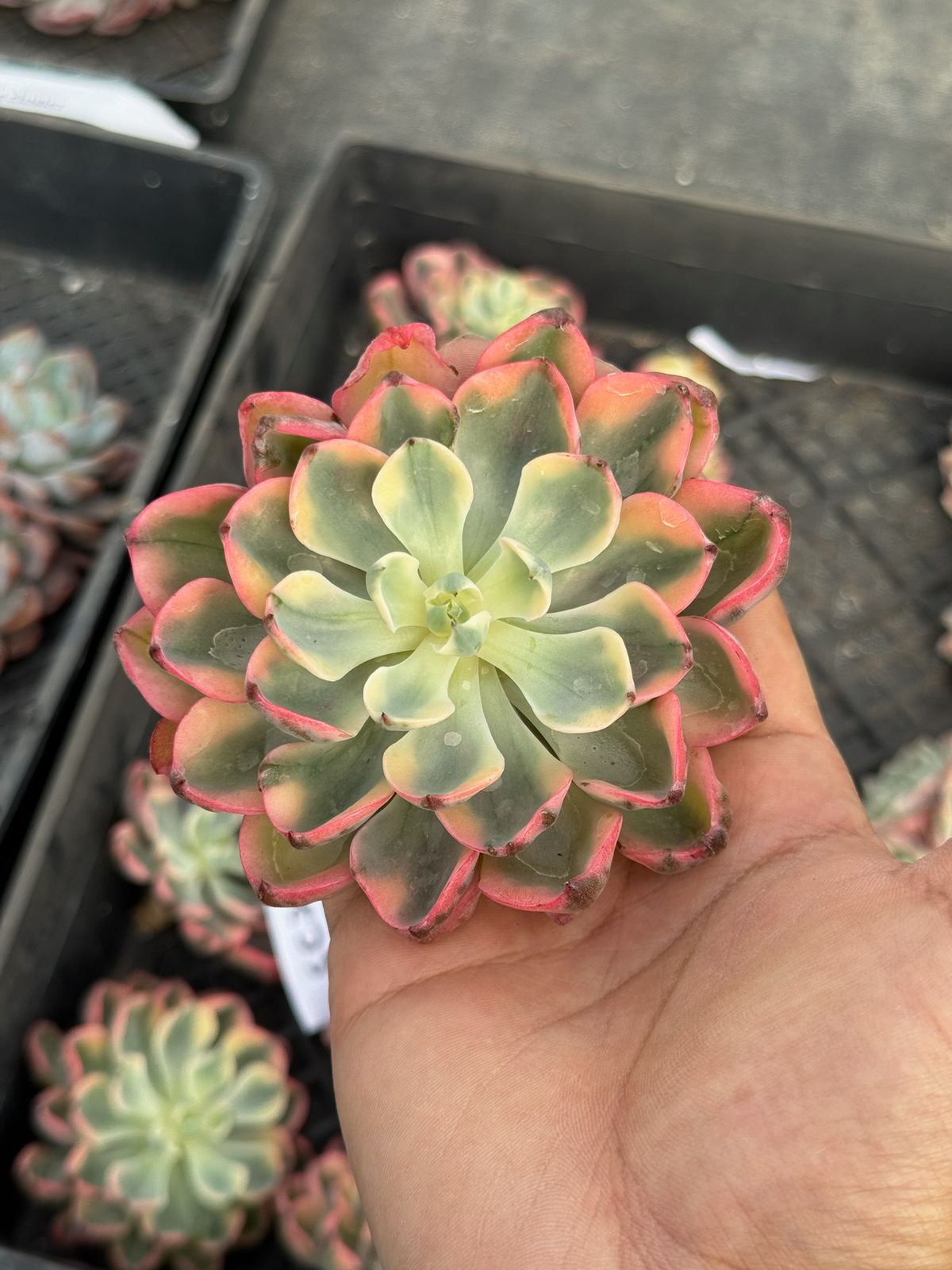 Echeveria no trace of tears