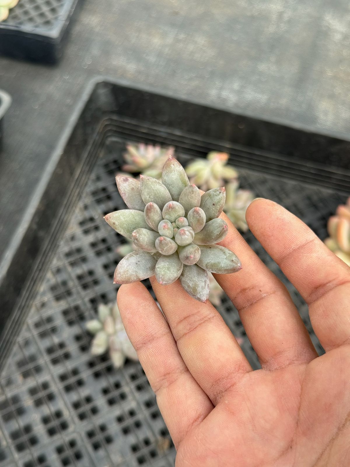 Pachyveria angels fingers