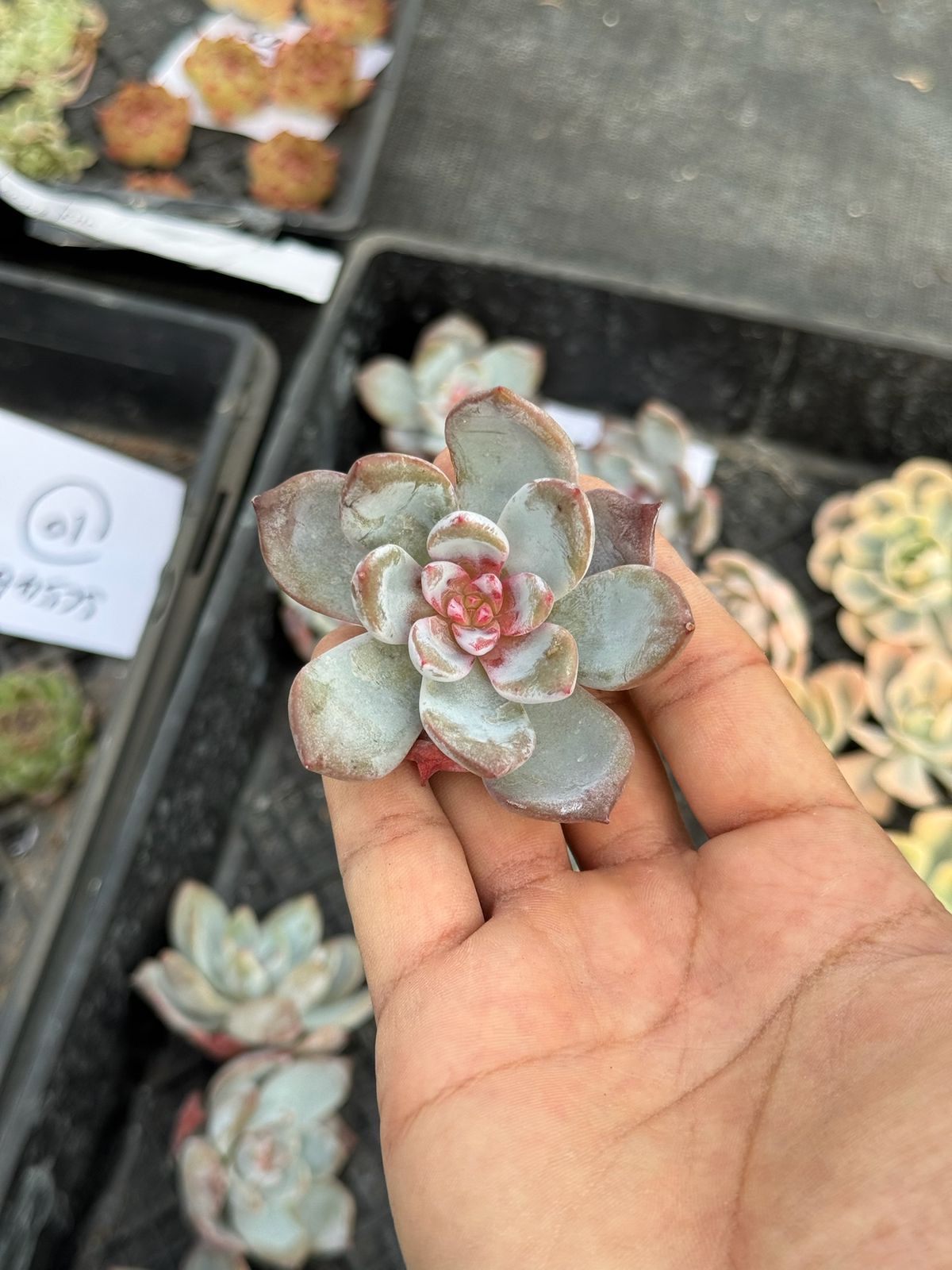Echeveria sugar heart snow angel