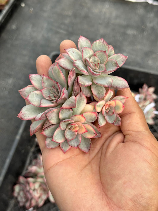 Echeveria moon goddess Variegada