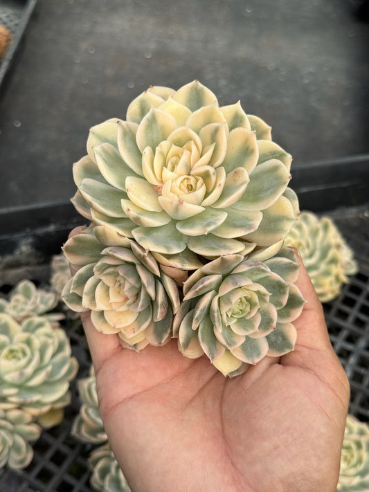 Echeveria onslow Variegada