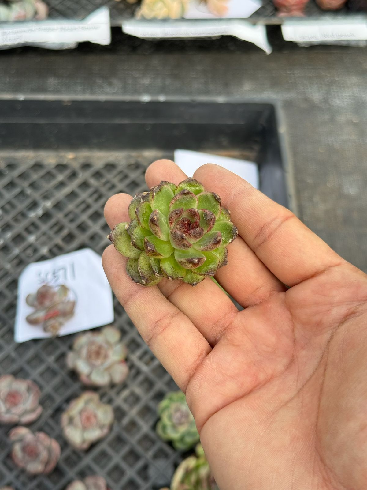 Echeveria red crystal