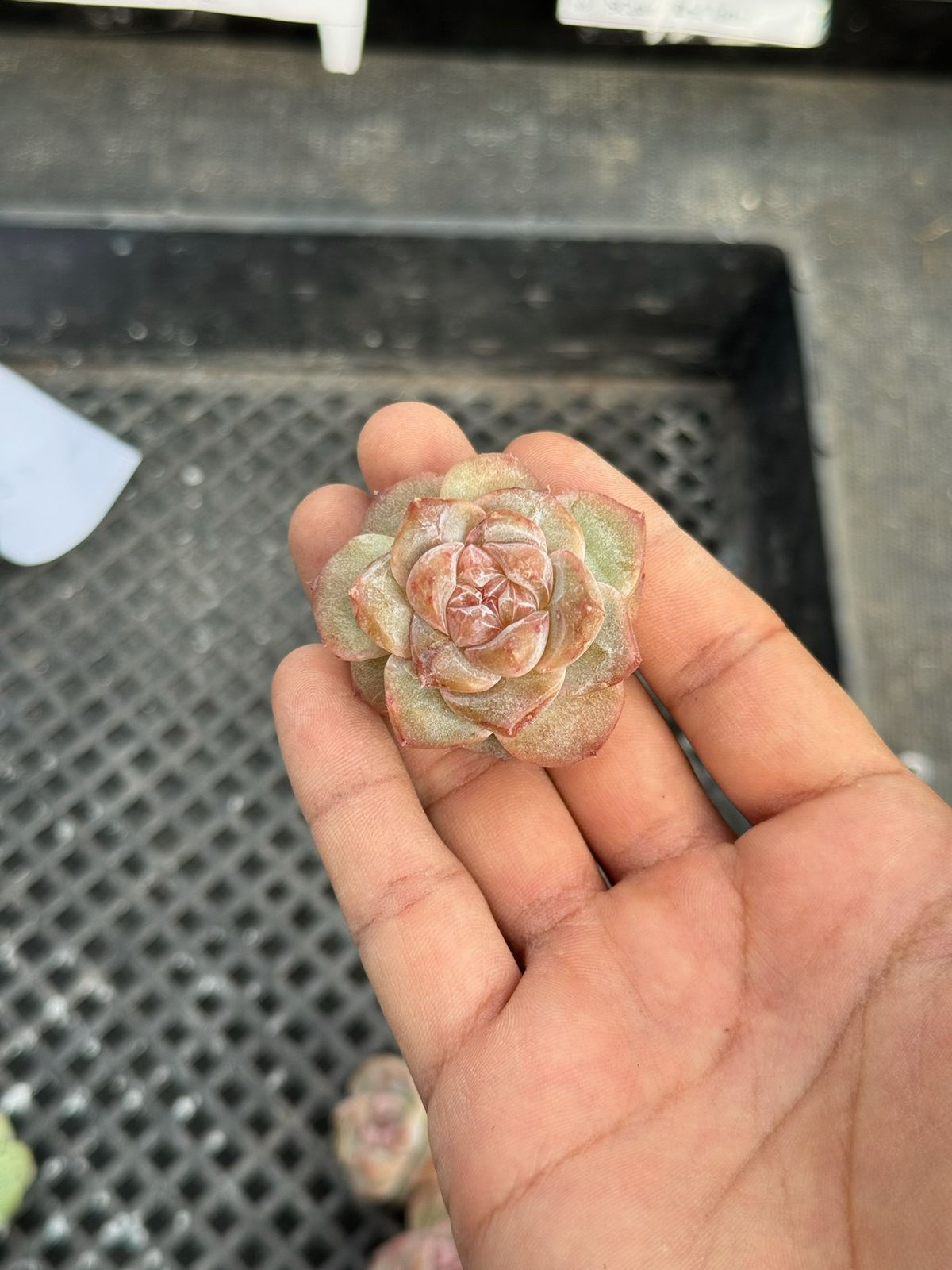Echeveria pine flowers