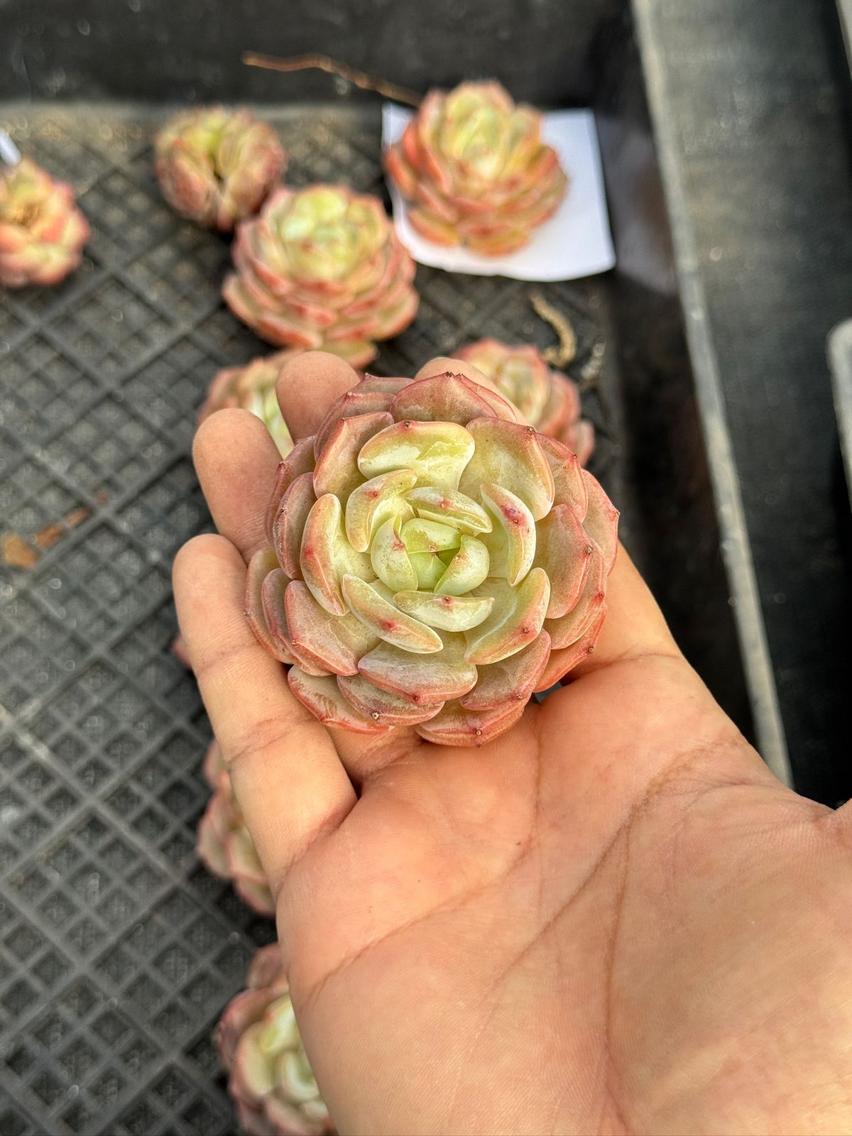 Echeveria dream boat
