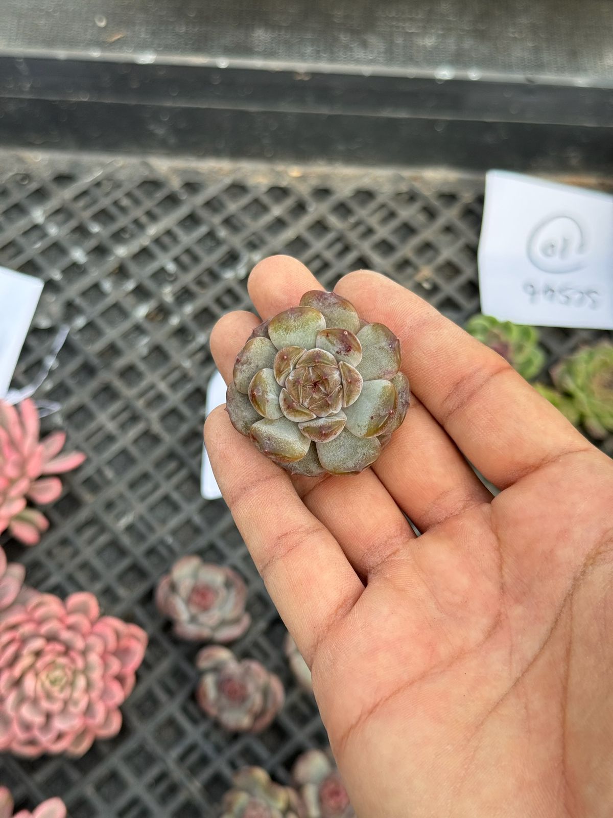 Echeveria red lover