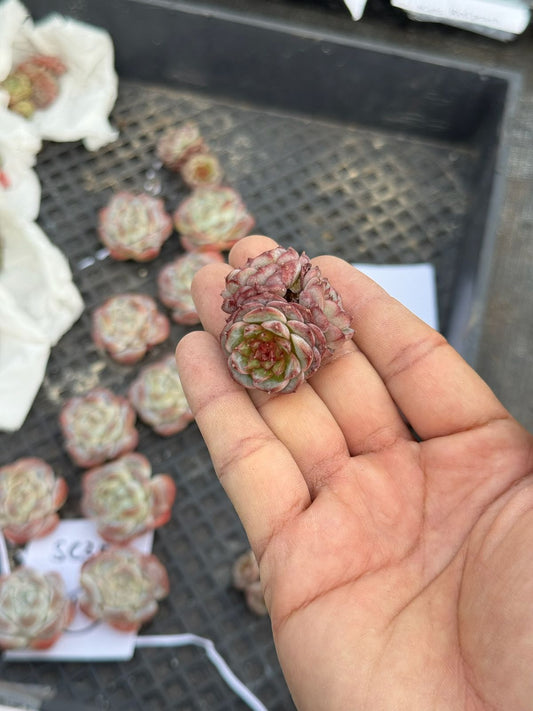 Echeveria ice lipgloss