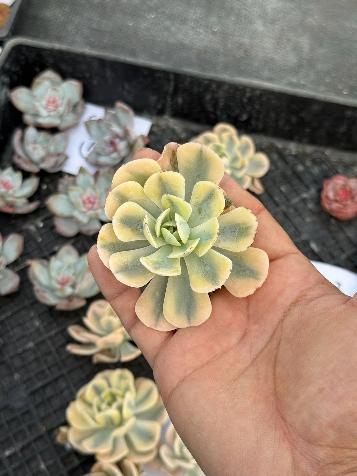 Echeveria ruyonii variegada