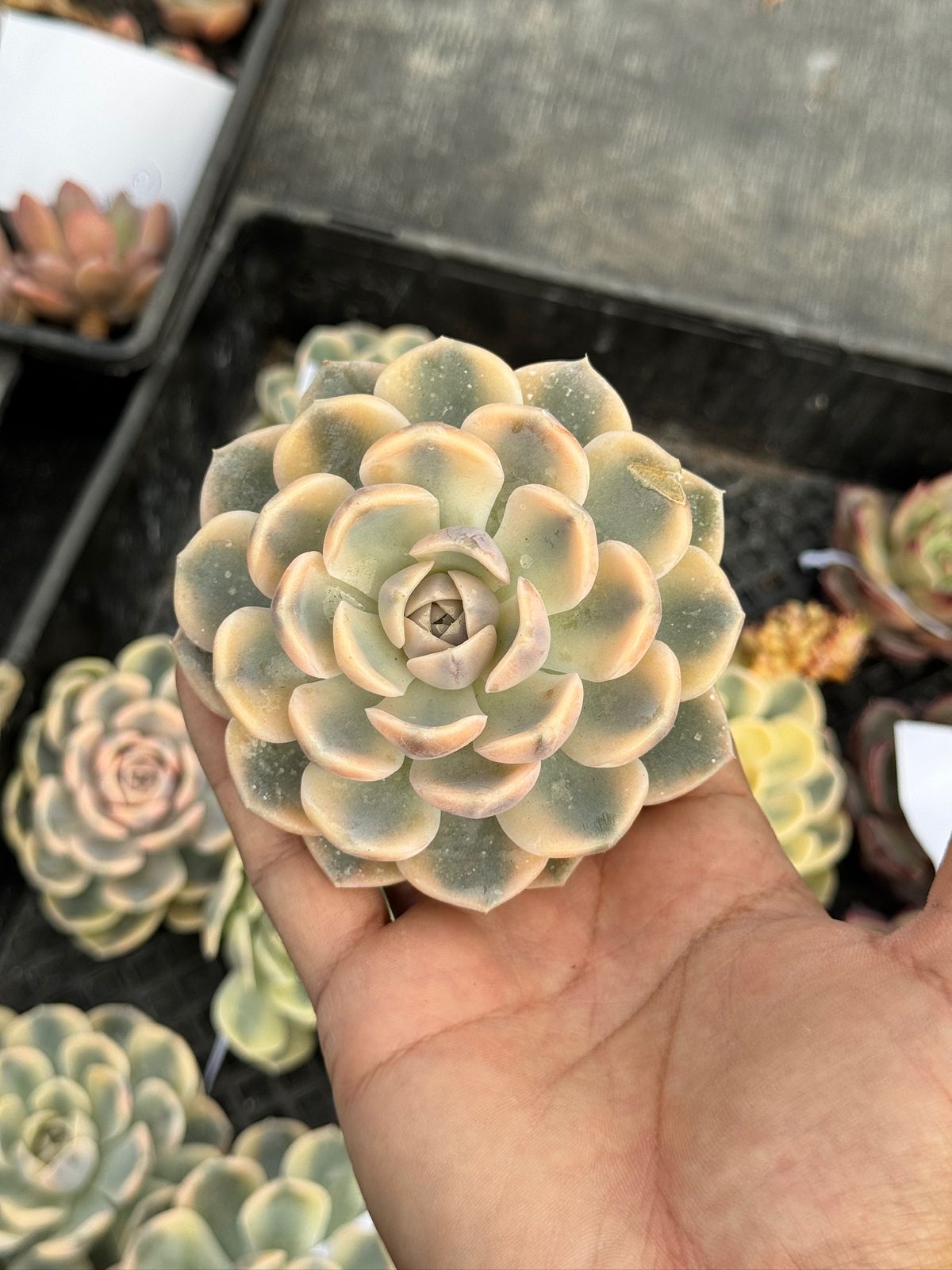 Echeveria hamburguer Variegada