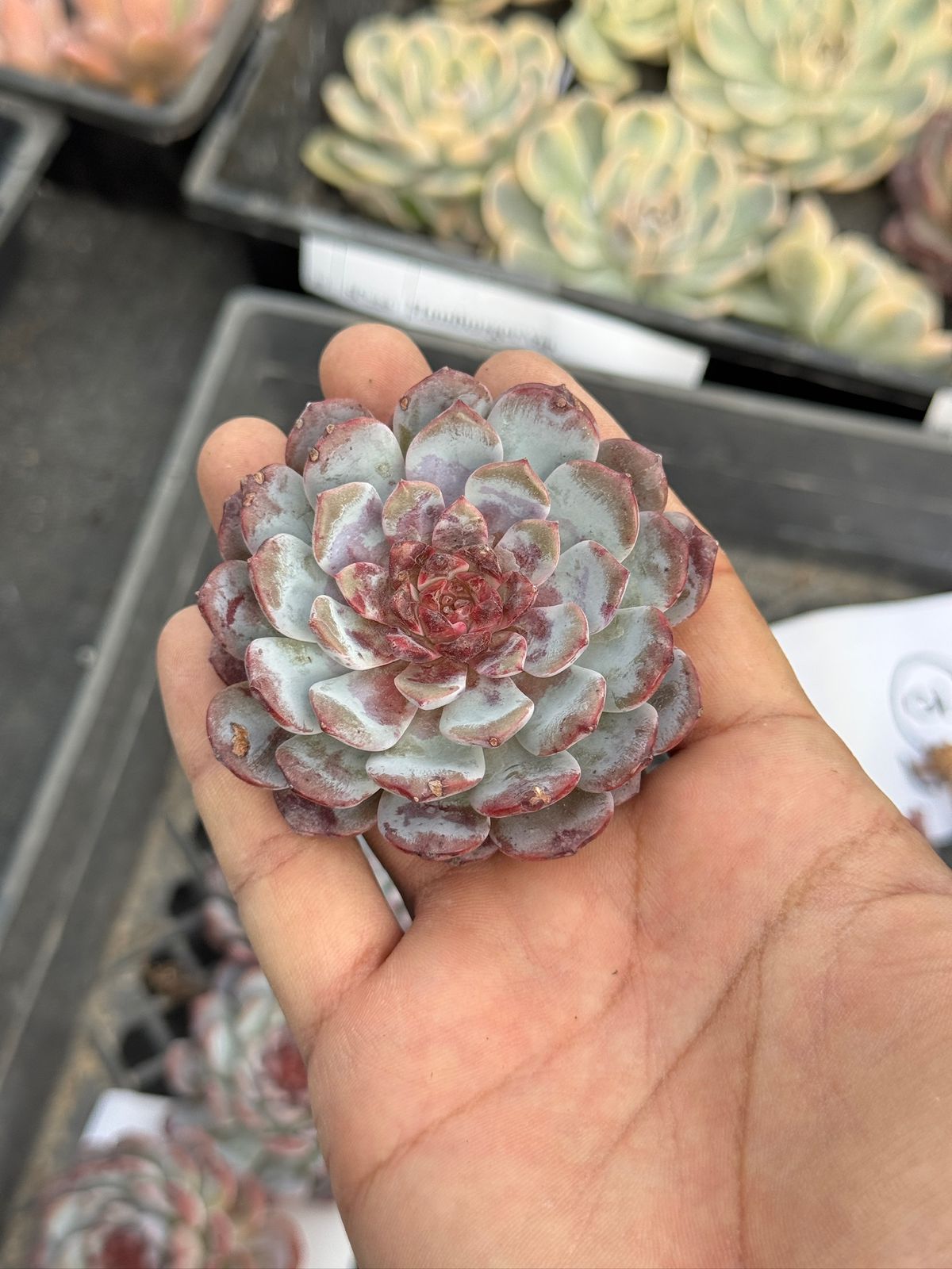 Echeveria White sundae