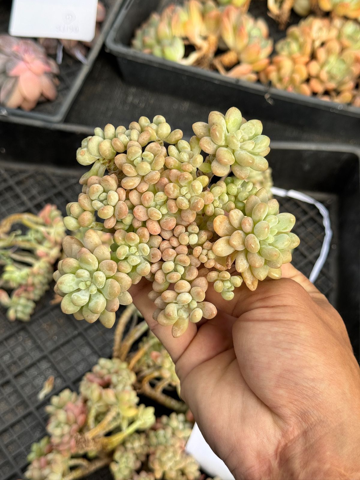 Echeveria rococo